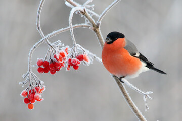 Bullfinch bird in winter, bright red bird on frosty branch with berries Pyrrhula pyrrhula - obrazy, fototapety, plakaty