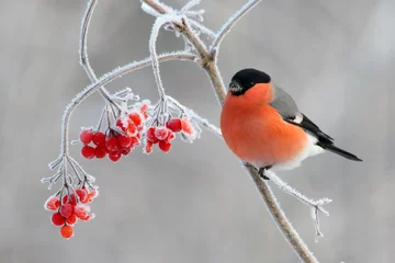 Fototapeten Bullfinch bird in winter, bright red bird on frosty branch with berries Pyrrhula pyrrhula © YaD
