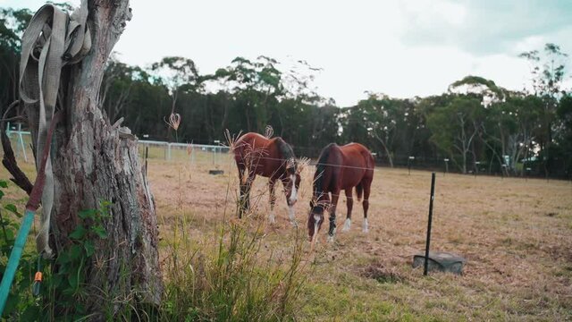 Shot of grey horses eat forage along a fence.horses eating grass at farm. 