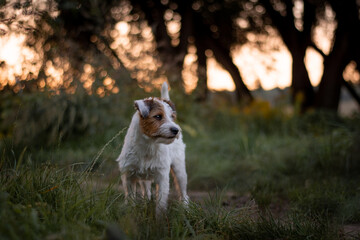 Parson Russell Terrier Sunset Portrait