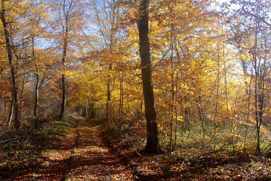 paysage d'automne