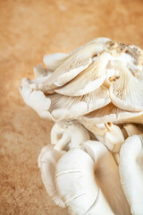 closeup raw and fresh Oyster mushroom on table