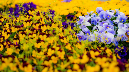 ダイナミックな自然アート