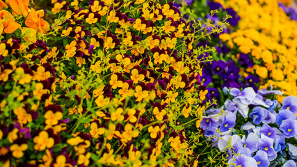 ダイナミックな自然アート