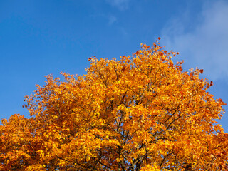Fototapeta na wymiar A foliage of a maple tree turned orange, with clear blue sky on a background, sunny autumn day