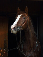 Thoroughbred race horse with classic bridle in dark stable 
