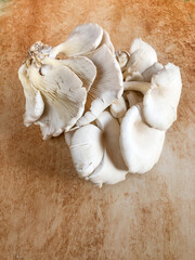closeup raw Oyster mushroom on a table with copy space