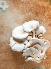 closeup raw and fresh Oyster mushroom on table with copy space