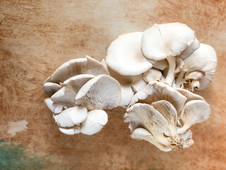 raw and fresh Oyster mushroom on a table with copy space