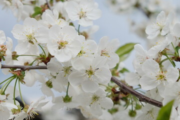 A branch of a blossoming cherry tree. Inflorescence of white cherry flowers in spring.