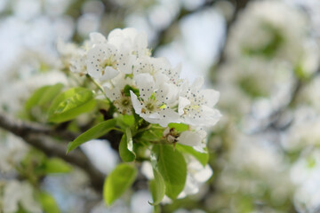 A branch of a blossoming pear tree. Inflorescence of white pear flowers in spring.