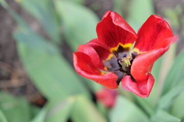 A withered red tulip close-up. Disheveled red flower.