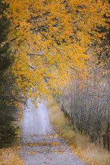 Obraz premium Country Trail in Autumn, Polson, Montana