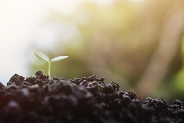 Young Plant Growing in Sunlight background,Plant seedling