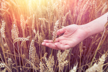 Woman's hand touch wheat ears in field