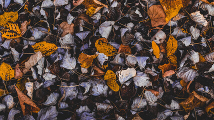 Yellow Autumn Dry Leaves