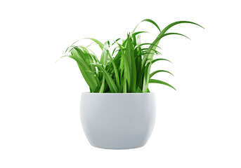 Decorative houseplant of small green plant