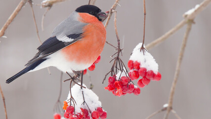 Bullfinch. Red bird in winter. Pyrrhula pyrrhula