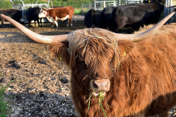 highland cow with horns