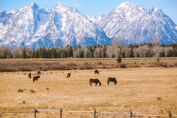 Horse in the pasture, Grand Teton National Park, Wyoming