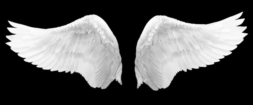 White wings on a black background, easy to use material