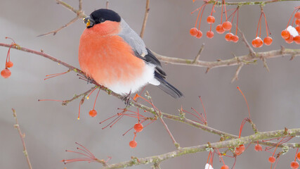 Bullfinch. Red bird in winter. Pyrrhula pyrrhula