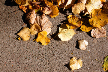 Fallen yellow autumn leaves covered the old asphalt coating. Small foliage. Plants. Autumn. The foliage is located with the right. View from above. Background. Texture. Copy space for text