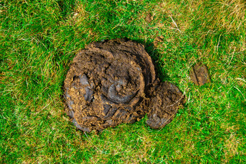 Top view of cow dung on the grass