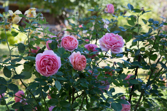 Blooming mid pink English roses in autumn garden on a sunny day. Rose The Chippendale