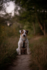 Cute Parson Russell Terrier Autumn Portrait