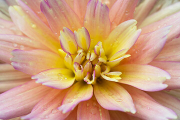 Autumn flower in raindrops close up macro.