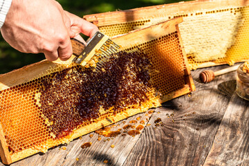 close-up Beekeeper uncapping honeycomb with special beekeeping fork. Raw honey being harvested from bee hives. Beekeeping concept