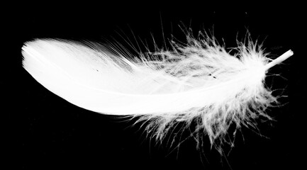 Obraz premium Real photo of feathers, white feathers in black background