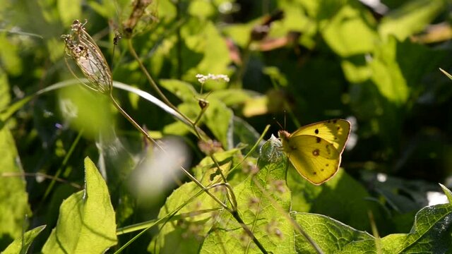 Pyrisitia lisa sitting on the green grass in summer time. an yellow butterfly in the sunlight