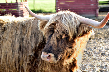 Highland cattle X