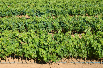 Fototapeta na wymiar Rows of young vines in vineyard. Grape seedlings at sunset. Vine nursery and winery. Young grape shoots available for sale. Plantation. Cultivation of vines on field. 