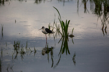 Black winged stilt (Himantopus Himantopus) in Aiguamolls De L'Emporda Nature Reserve, Spain