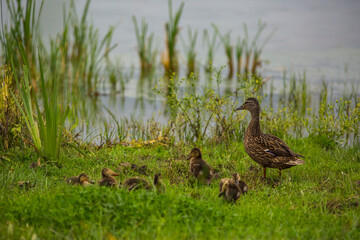 Mallard in spring in Aiguamolls De L'Emporda Nature Reserve, Spain