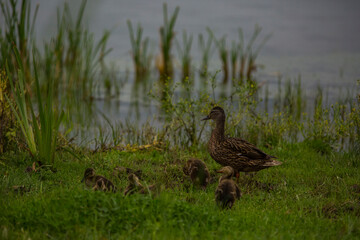 Mallard in spring in Aiguamolls De L'Emporda Nature Reserve, Spain