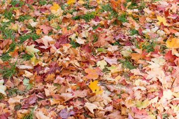 Fallen autumn leaves on the road. Cleaning leaves from the road Bright autumn colors