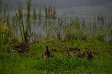 Mallard in spring in Aiguamolls De L'Emporda Nature Reserve, Spain