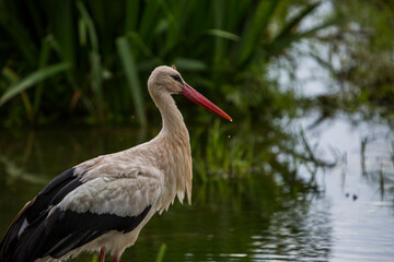 Storks in spring in Aiguamolls De L'Emporda Nature Reserve, Spain