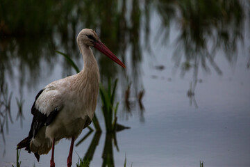 Storks in spring in Aiguamolls De L'Emporda Nature Reserve, Spain
