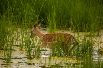 Fallow deer in Aiguamolls De L'Emporda Nature Reserve, Spain © Alberto Gonzalez 