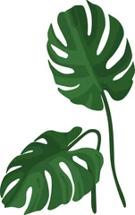 Foto op Aluminium Monstera De set bladeren van monstera. Tropische plant. Geïsoleerd op een witte achtergrond. vector illustratie