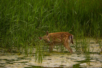 Fallow deer in Aiguamolls De L'Emporda Nature Reserve, Spain