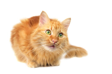 Ginger fluffy cat with green eyes sitting and looking up, isolated on white background