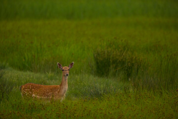 Fallow deer in Aiguamolls De L'Emporda Nature Reserve, Spain