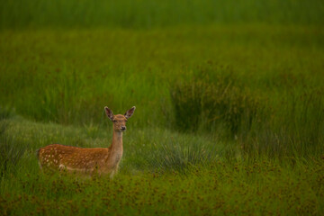 Fallow deer in Aiguamolls De L'Emporda Nature Reserve, Spain