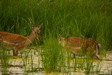 Fallow deer in Aiguamolls De L'Emporda Nature Reserve, Spain